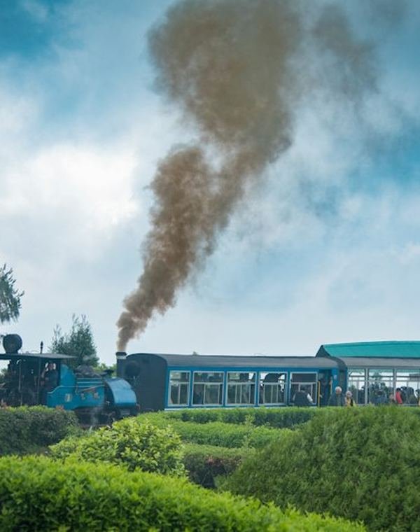Darjeeling toy train passing through tea gardens
