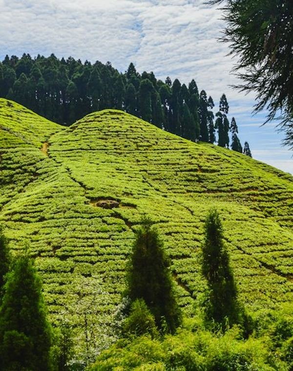 Green tea garden hills on the road to Kurseong